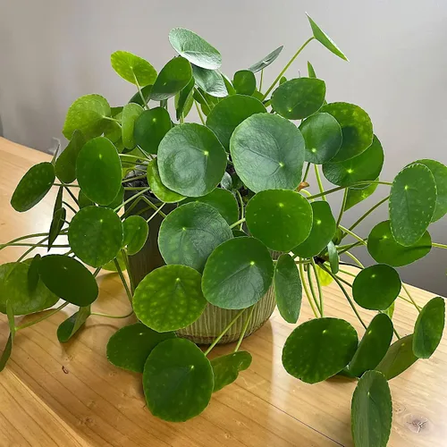 Miniatura 3 de Pilea peperomioides, dinero chino, panqueques o planta para compartir, planta de interior, perenne con interés arquitectónico para feng Shui