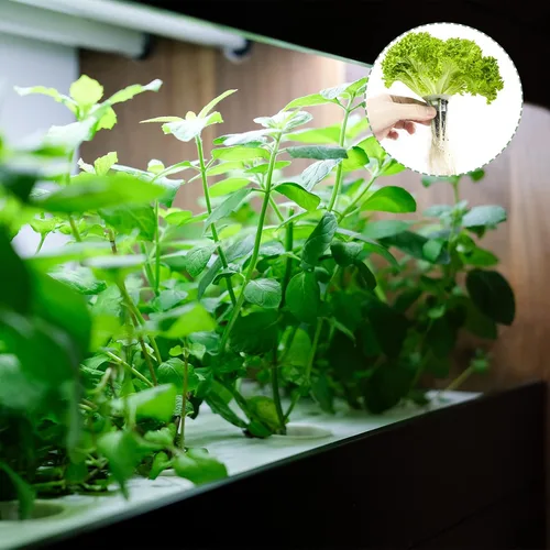 Miniatura 6 de Paquete de 100 Esponjas de Cultivo, Esponjas de Crecimiento de Raíces de Repuesto para Vainas de Semillas Compatibles con AeroGarden, Libres