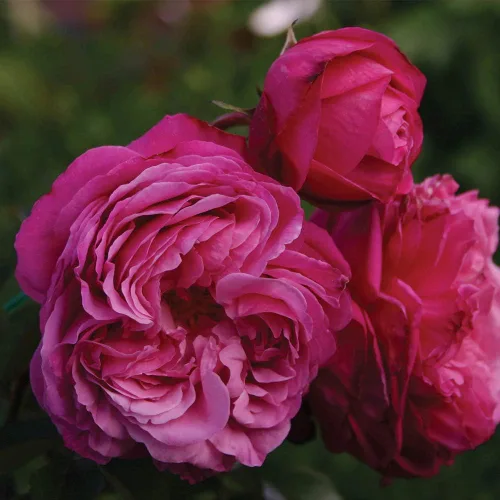 Rosas de té híbridas de reliquia, planta de raíz propia viva para jardín al aire libre, Sister Emmanuelle™, excepcionalmente fragantes, zonas de