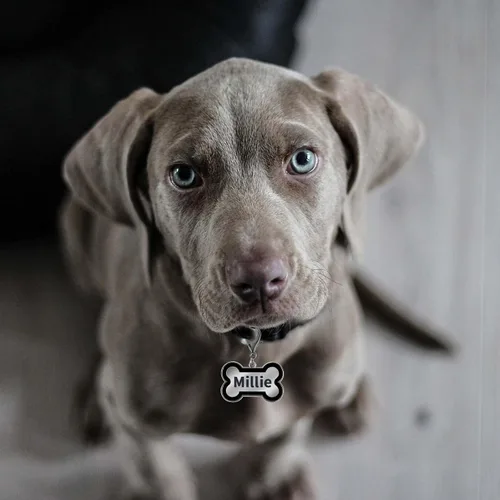 Miniatura 3 de Etiquetas de identificación personalizadas para mascotas, etiquetas de identificación para mascotas pequeñas o grandes, grabadas en ambos lados