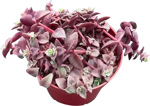 Miniatura 16 de Cotyledon Pendens de 4 pulgadas, suculenta viva completamente enraizada en macetas con mezcla de tierra, planta doméstica rara para la decoración