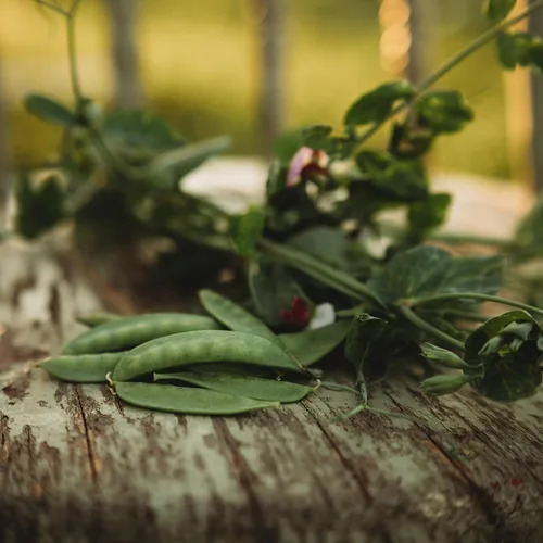 Miniatura 6 de Guisante de azúcar gris enano – 4 onzas a granel (~650 semillas) – Variedad de reliquia y polinizada abierta, fácil de cultivar y tolerante al frío