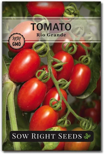 Sow Right Seeds - Semillas de tomate Rio Grande para plantar - Paquete de reliquia sin OMG con instrucciones para plantar un huerto casero -