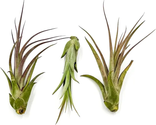 Miniatura 4 de ragnaroc Planta de Aire Viva – Tillandsia Capiput, Jumbo 6-9” - 2 unidades - Llegada Viva Garantizada - Plantas de Casa para Decoración del Hogar