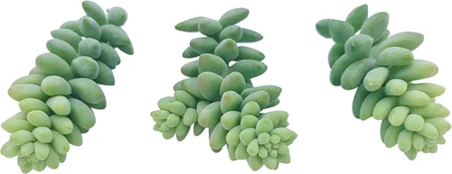 Miniatura 4 de Tallos de Suculentas Vivas (3 Sedum Morganianum Colas de Burro), Plantas Suculentas Vivas, Planta Suculenta SIN Raíces, Plantas de Casa Vivas