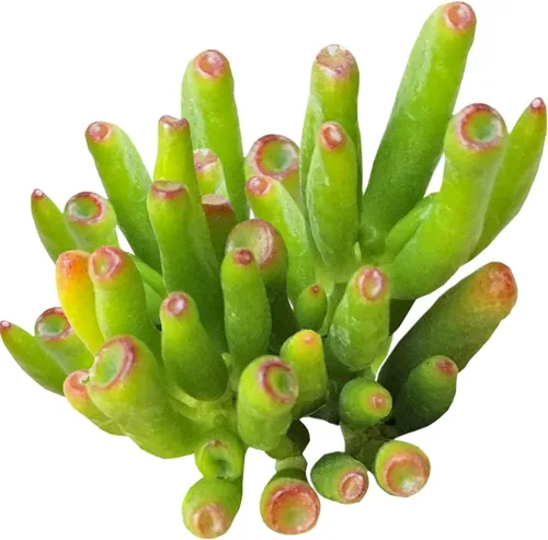 Miniatura 4 de Caja de suculentas Colección única de suculentas de Crassula vivas, fáciles de cultivar, planta de interior para el hogar, totalmente enraizadas