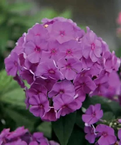 50 semillas de lavanda jardín Phlox Flor Flores de semillas perennes Mariposa Flor Perenne Jardín Semillas Flores Semillas Flor