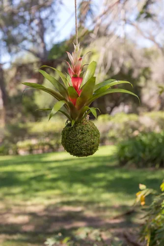 Miniatura 6 de SuperMoss (29346) Kokedama Maceta, 4 pulgadas, verde fresco