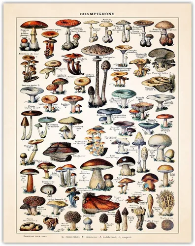 Buzz Unplugged Arte de pared de hongos vintage – Póster de hongos Adolphe Millot – Decoración de pared Botany Cottagecore, pósteres vintage de