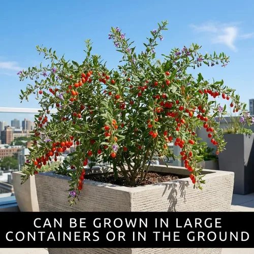 Miniatura 4 de Goji Berry Plantas vivas para cultivar – Arbusto de bayas de Goji resistente para plantar – Arbusto de superfrutas comestible – Planta frutal