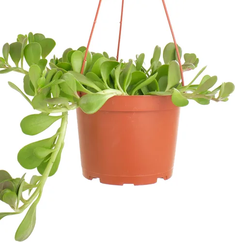 Miniatura 4 de Shop Succulents Planta Suculenta de Jade Rastrero, Senecio Jacobsenii, Planta Suculenta Viva de 6 Pulgadas Completamente Enraizada con Colgador