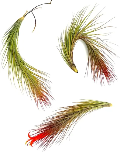 Miniatura 66 de ragnaroc Planta de Aire Viva – Tillandsia Capiput, Jumbo 6-9” - 2 unidades - Llegada Viva Garantizada - Plantas de Casa para Decoración del Hogar