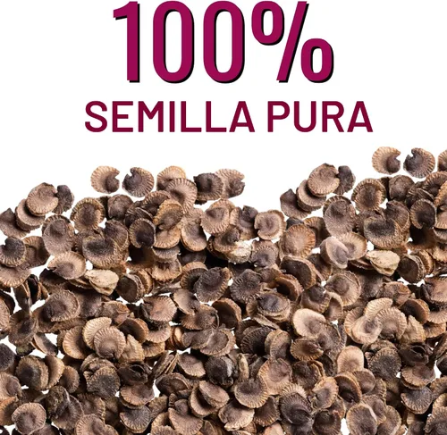 Miniatura 6 de Seed Needs Hollyhock Seeds - Carnaval mixto Más de 1,000 semillas de flores tradicionales Alcea rosea Mezcla bienal de flores silvestres que