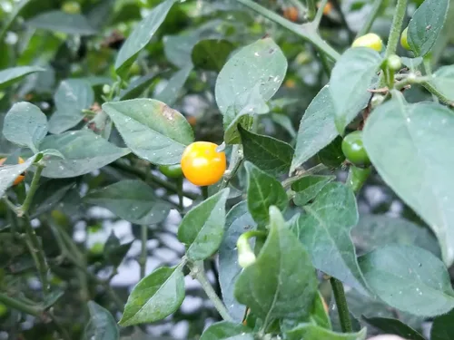 Miniatura 3 de Aji Charapita Pepper 10+ Semillas