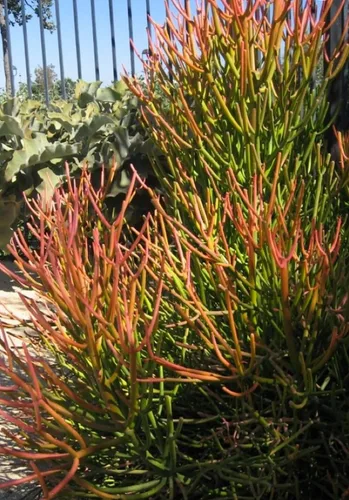 Miniatura 3 de Euphorbia Tirucalli - Plantas suculentas vivas de 4 pulgadas en maceta totalmente enraizadas, palos de fuego, fáciles de cultivar