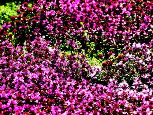 Miniatura 2 de Semillas de tomillo rastrero - Thymus Serpyllum - Cubierta de suelo perenne - 10000 piezas de semillas