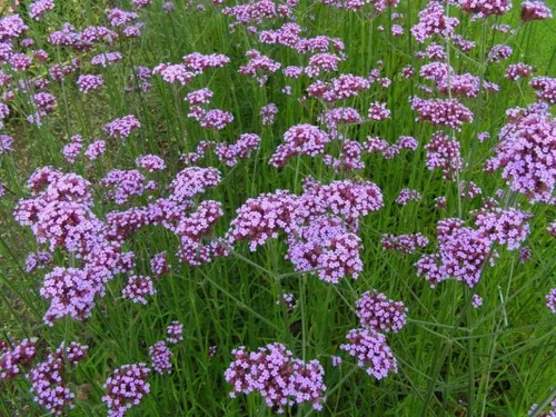 Miniatura 4 de Los racimos de flores lilas profundas son muy llamativos!!! Wow! (25 - Semillas)