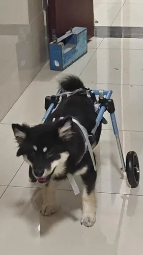 Miniatura 8 de Wheelchair for Hind Leg Dogs，Disabled Dog Cart Mobility Aid，Easy Installation，Free Switching Between 4 Wheels and 2 Wheels，fit Pet Wheel Chair for