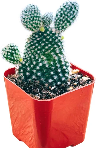 Miniatura 8 de Suculentas plantas vivas de 2 pulgadas, Planta rosario variegada, minisuculentas, plantas de interior de fácil cuidado enraizadas en mezcla