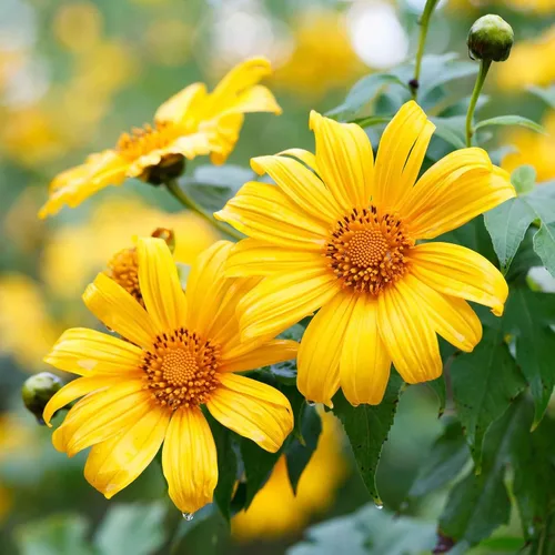 Miniatura 22 de Eden Brothers Semillas de girasol - Autumn Beauty