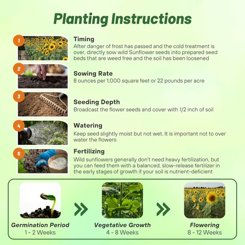 Miniatura 4 de Outsidepride Semillas de girasol silvestres para plantar, 1000 piezas anuales, fáciles de cultivar semillas de flores con flores vibrantes