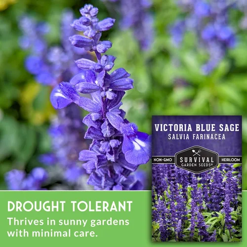 Miniatura 3 de Victoria - Semillas de salvia azul para plantar, semillas de harina de reliquia Salvia Farinacea, flores polinizadoras para bordes y jardines