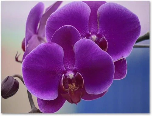 Miniatura 8 de Small World Greetings - Tarjetas de felicitación de orquídeas, 24 unidades, fotografía de orquídeas reales, interior en blanco con sobres, tamaño A2