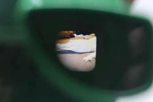 Miniatura 3 de WARM FUZZY Toys 3D Viewfinder (Aligator) - Visor para niños y adultos, juguetes clásicos, visor de diapositivas, visor de carrete 3D, retro