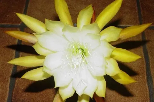 Miniatura 5 de Corte de cactus de orquídea Epiphyllum amarilla, 8 pulgadas a 10 pulgadas de largo, planta suculenta viva, sin raíz