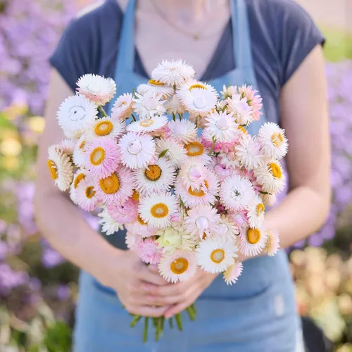 Miniatura 10 de Eden Brothers Semillas de fresa - Rosa brillante