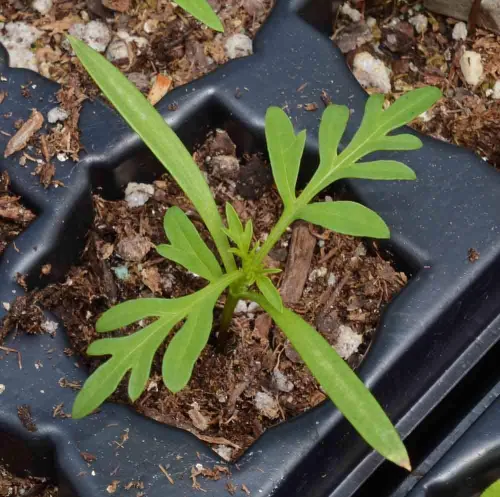Miniatura 3 de 2,000 semillas de azufre Cosmos, luces brillantes mezcladas por Seeds2Go