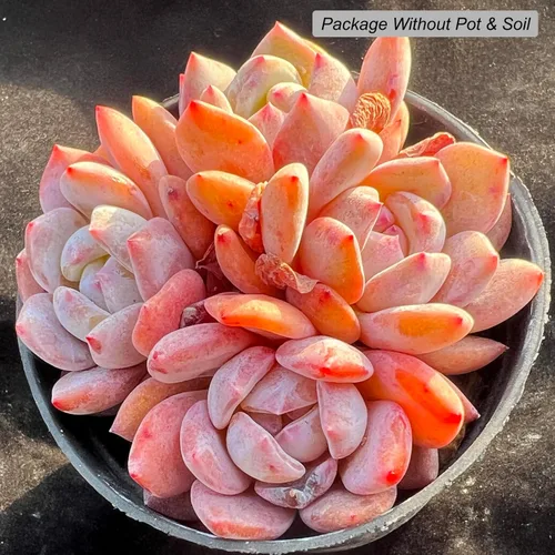 Miniatura 2 de Echeveria Snow Angel - Plantas suculentas vivas raras, 4 cabezas tamaño maceta de 3.5 pulgadas, planta viva rosa, excluye maceta y tierra, Echeveria