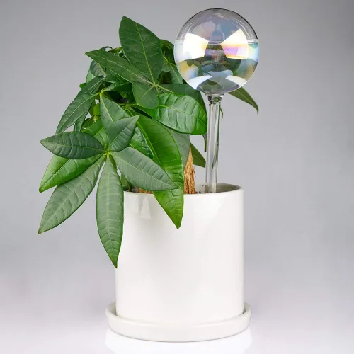 Miniatura 5 de Tomorotec [2 piezas] Sistema de riego automático de vidrio transparente iridiscente de color degradado de arco iris, bombillas automáticas