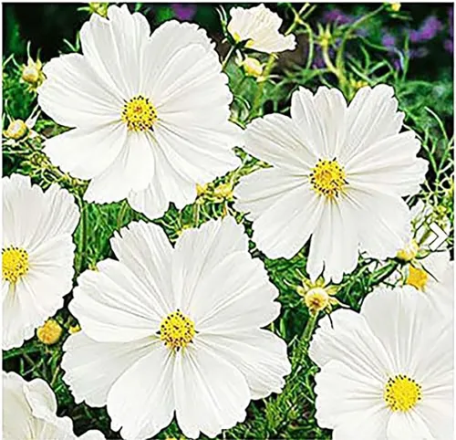 Miniatura 2 de Cosmos Seeds en una mezcla de 11 variedades, largo período de floración en todas las zonas, fáciles de cultivar