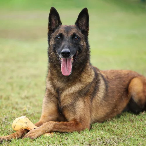 Miniatura 7 de Tikaton Juguetes masticables indestructibles para perros para masticadores agresivos, sabor a pollo, juguetes masticables duraderos para dentición