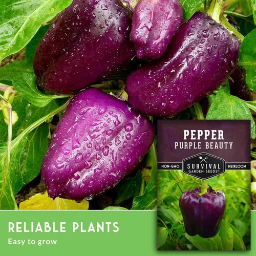 Miniatura 3 de Purple Beauty - Semillas de pimiento morrón para plantar Pimientos morados dulces tradicionales para jardines domésticos – Polinizado abierto sin