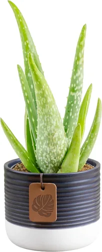 Costa Farms Planta viva de aloe vera en maceta decorativa, fácil de mantener, suculenta purificadora de aire, decoración del hogar, habitación u