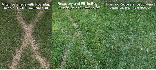 Miniatura 3 de Hancock Seed Co. Titan RX Turf Type Tall Fescue Grass Seeds, 5 libras.