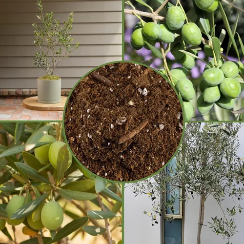 Miniatura 6 de Soil Sunrise Mezcla de tierra para macetas de olivo (12 cuartos de galón) para plantar, trasplantar y cultivar arbustos/plantas de olivo