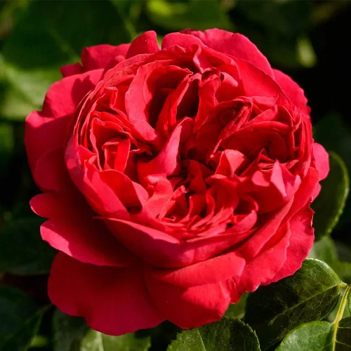 Miniatura 15 de Rosas trepadoras tradicionales, planta de raíz viva para jardín al aire libre, Arborose® Florentina, moderadamente fragante, zonas de rusticidad