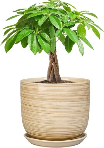 Miniatura 15 de Maceta de Cerámica para Plantas de Interior de 5 Pulgadas - Maceta Redonda para Plantas Suculentas con Agujero de Drenaje y Platillo, Decoración