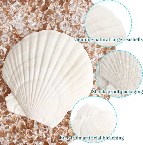 Miniatura 3 de 8 conchas de almeja para manualidades, conchas de vieira naturales de 4 a 5 pulgadas, conchas marinas grandes para manualidades, fiestas temáticas