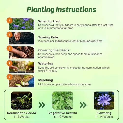 Miniatura 4 de Outsidepride Semillas de achicoria para plantar: 1/4 lb. Perenne, fácil de cultivar y tolerantes a la sequía, semillas de flores con flores azul