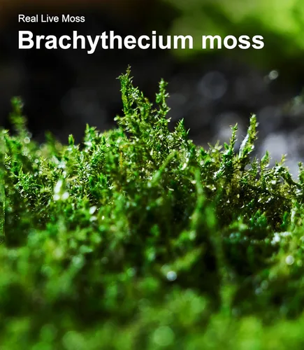 Miniatura 8 de Live Moss - Paquete de 4 (cada uno de 3.5 x 7 pulgadas), musgo mezclado real para terrarios, hábitats de reptiles, jardines de hadas y plantas