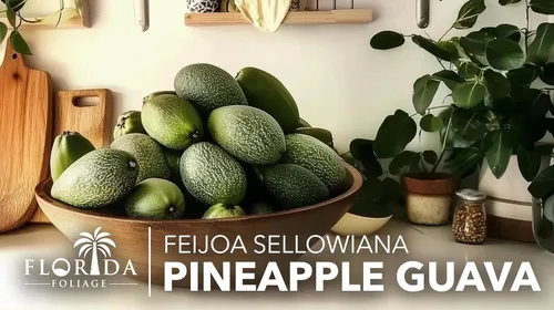 Miniatura 2 de Guayaba de piña - 3 plantas vivas - Feijoa Sellowiana - Follaje comestible de frutas y floración