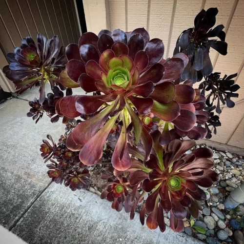 Miniatura 6 de Planta Aeonium de fácil cuidado en maceta viva de 4 pulgadas, plantas suculentas raras vivas, bien enraizadas, plantas de interior de fácil cuidado