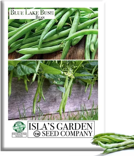 Blue Lake Bush Green Bean Seeds, más de 50 semillas tradicionales por paquete, semillas sin OMG, (semillas de jardín de Isla), nombre botánico: