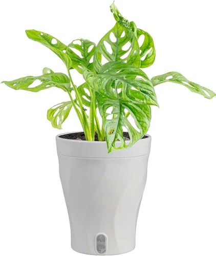 Miniatura 16 de Costa Farms – Planta de Pothos Albo Variegado viva en maceta auto-regante, purificadora de aire para interior, perfecta para decoración del hogar