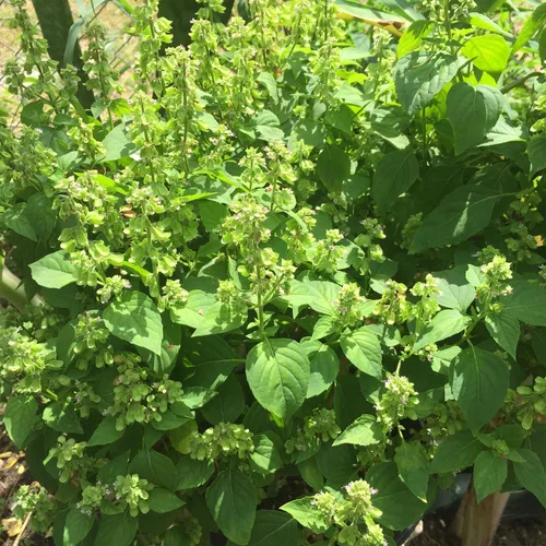 Miniatura 5 de Semillas de albahaca peruana (Ocimum micranthum) Más de 20 semillas en cápsulas de semillas congeladas - Plante semillas ahora o almacenamiento