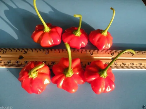 Miniatura 3 de Pimienta Aji - Pimienta brasileña con estrella de mar - Capsicum Baccatum, raro, exótico (100 semillas)